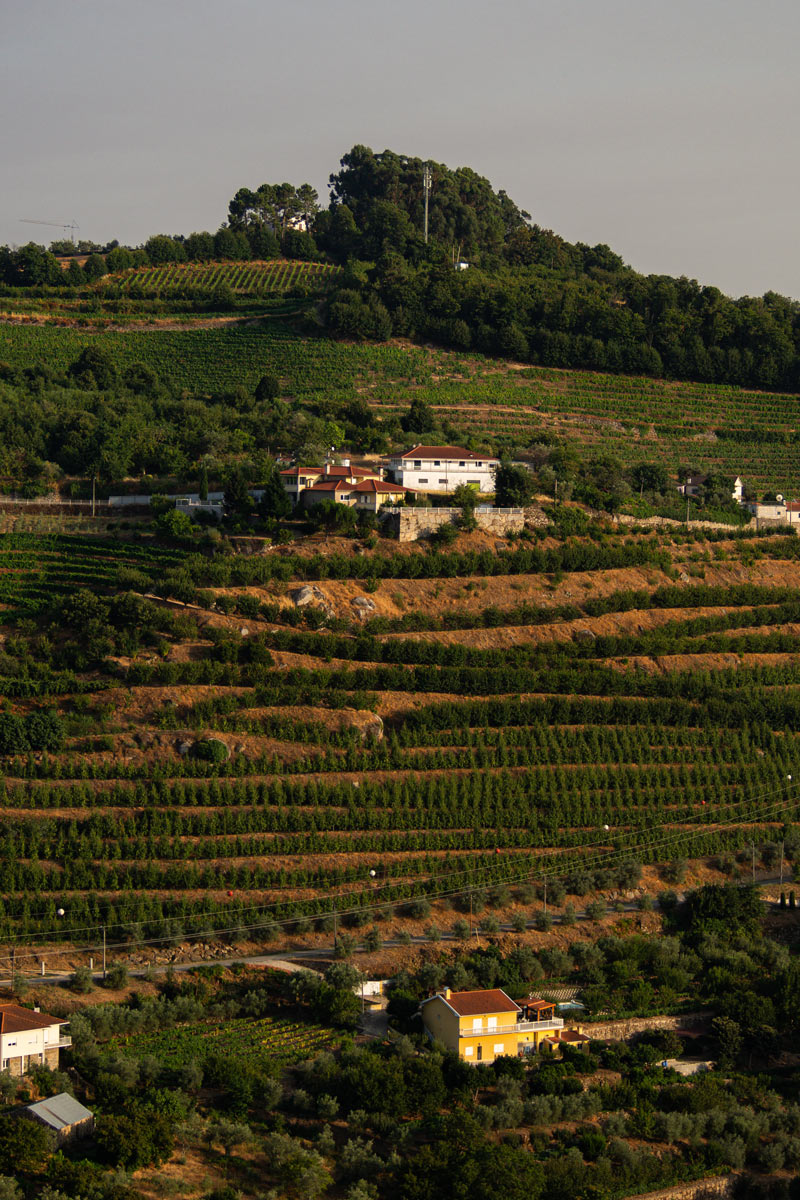 Vista panorámica del Lamego Hotel & Life rodeado de viñedos y olivares en el Valle del Duero, Portugal