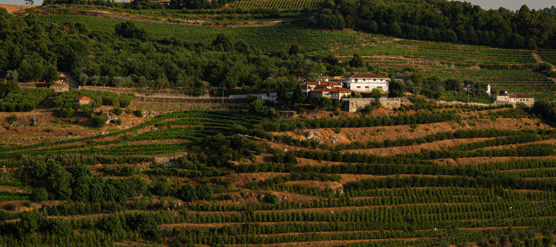 Vista panorámica del Lamego Hotel & Life rodeado de viñedos y olivares en el Valle del Duero, Portugal