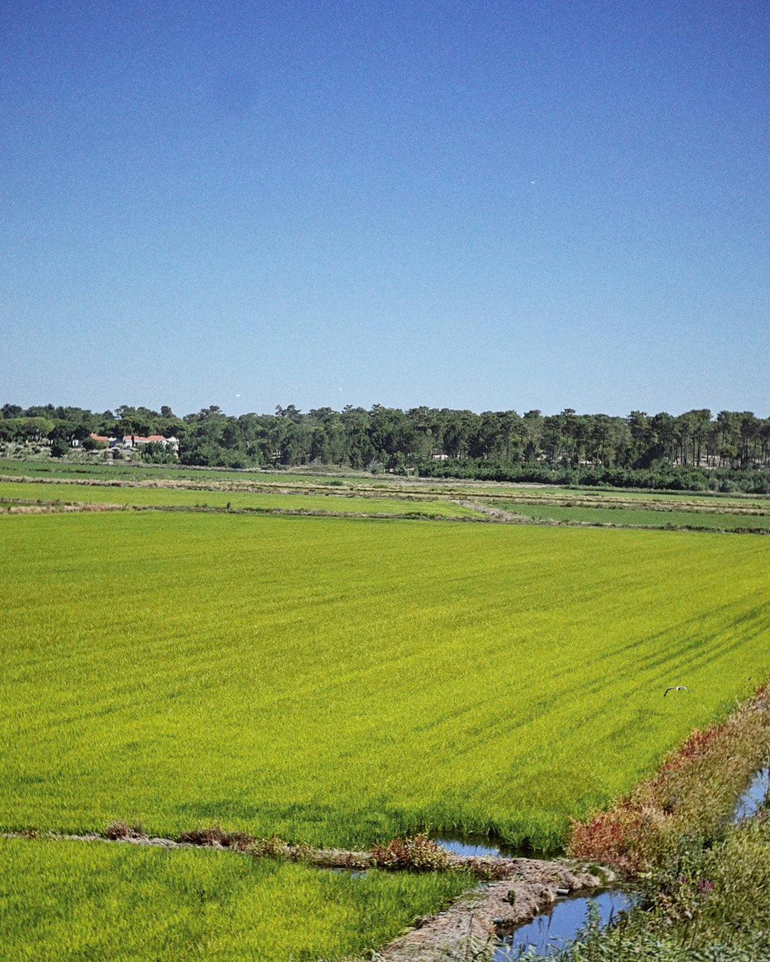 Arrozales de Comporta: Sendero entre campos de arroz bajo la luz dorada del amanecer.